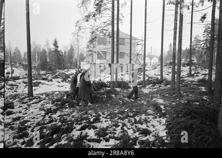 Actual 55-8-1960: She is a complete hit parade Elisabeth Granneman is no longer 'the singing housewife from Lørenskog'. She's a pro from early morning to late night - real dawn-early morning...  Photo: Sverre A. Børretzen / Aktuell / NTB ***PHOTO NOT IMAGE PROCESSED*** Stock Photo