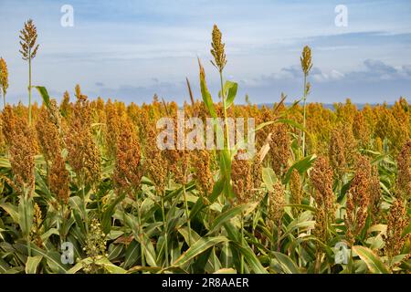 Catalao, Goias, Brazil – June 15, 2023: Detail of a sorghum plantation with the sky in the background. Stock Photo