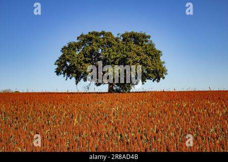 Catalao, Goias, Brazil – June 18, 2023:  A large leafy tree in the middle of a large sorghum plantation. Stock Photo