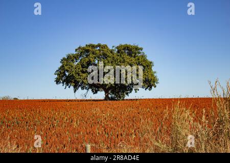 Catalao, Goias, Brazil – June 18, 2023:  A large leafy tree in the middle of a large sorghum plantation. Stock Photo