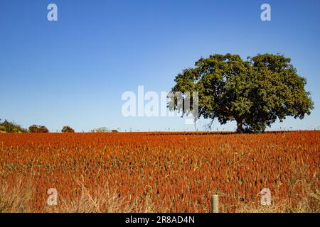 Catalao, Goias, Brazil – June 18, 2023:  A large leafy tree in the middle of a large sorghum plantation. Stock Photo