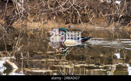 Mating pair of wood ducks Stock Photo