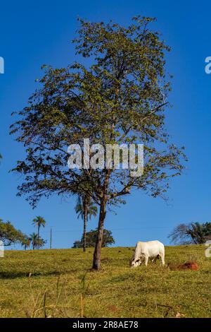 Catalao, Goias, Brazil – June 18, 2023: A white bull grazing under a tree with the blue sky in the background. Stock Photo