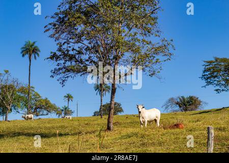 Catalao, Goias, Brazil – June 18, 2023: A white bull grazing under a tree with the blue sky in the background. Stock Photo