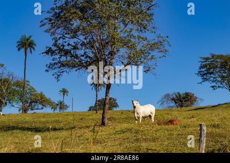 Catalao, Goias, Brazil – June 18, 2023: A white bull grazing under a tree with the blue sky in the background. Stock Photo