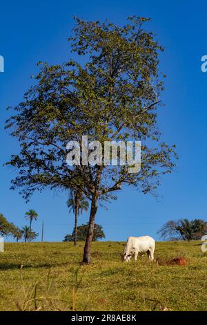 Catalao, Goias, Brazil – June 18, 2023: A white bull grazing under a tree with the blue sky in the background. Stock Photo