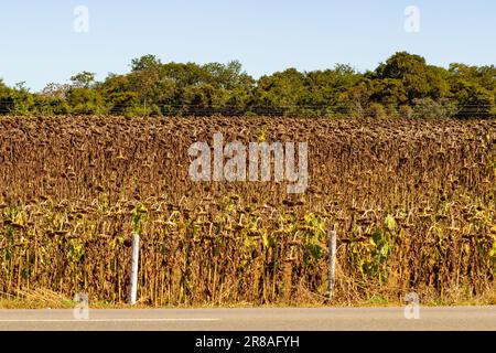 Catalao, Goias, Brazil – June 18, 2023: Dry plantation of sunflowers in Goias. End of sunflower season. Stock Photo