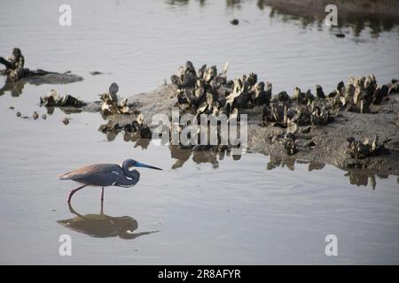 small gray brown egret or heron standing in a swamp like area Stock Photo