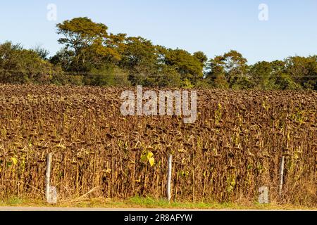 Catalao, Goias, Brazil – June 18, 2023: Dry plantation of sunflowers in Goias. End of sunflower season. Stock Photo