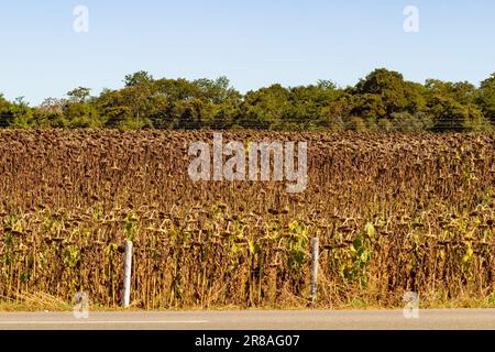 Catalao, Goias, Brazil – June 18, 2023: Dry plantation of sunflowers in Goias. End of sunflower season. Stock Photo