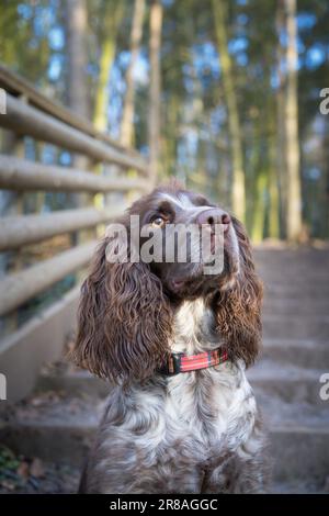 Front view of a Spaniel dog sitting to attention. He is looking up while sitting at the base of some steps with the backdrop of a woodland. Stock Photo