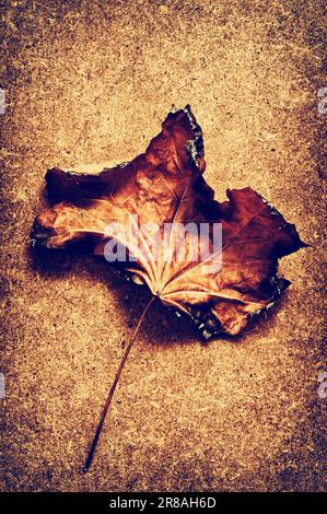 burnt autumn maple leaf Stock Photo