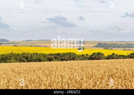 Catalao, Goias, Brazil – June 15, 2023: A typical landscape of Goias, with corn in the foreground and sunflowers in the background. Stock Photo