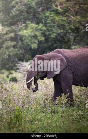 Wild big grey african elephant eating in the savannah in the Serengeti National Park, Tanzania, Africa Stock Photo