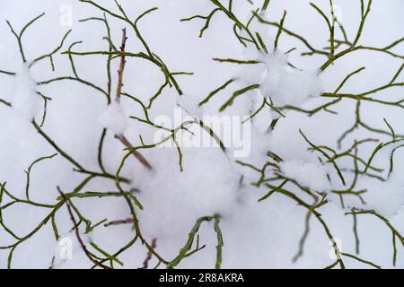 Green twigs in snow, partly out of focus, close up, top view, background. Stock Photo