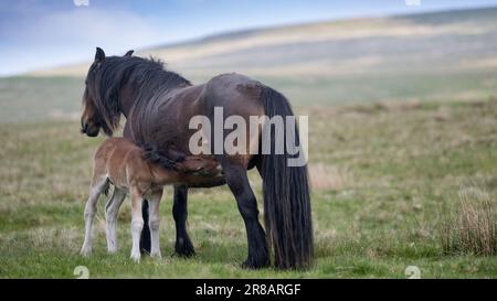 Fell Pony on the open moorland of Wild Boar Fell in the Yorkshire Dales, with a newborn foal. The Fell Pony is a native of the UK with only around 650 Stock Photo