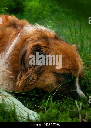 grass sniffin Stock Photo