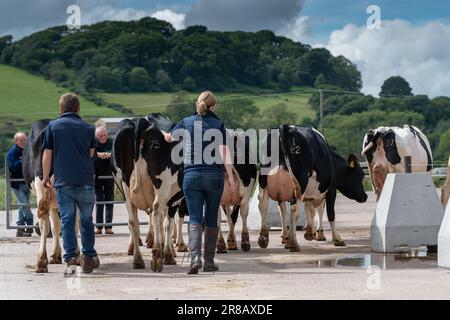 Farmer bring in Holstein dairy cattle from the fields into the milking parlour along a concrete track. Dumfries, Scotland. Stock Photo