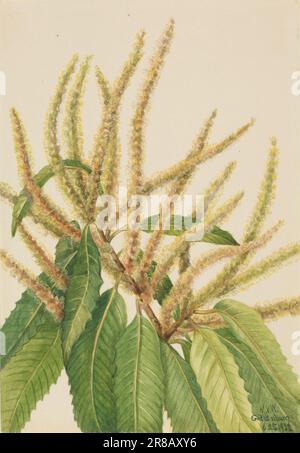 American Chestnut (Castanea dentata) 1932 by Mary Vaux Walcott, born Philadelphia, PA 1860-died St. Andrews, New Brunswick, Canada 1940 Stock Photo