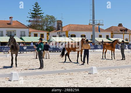 Europe, Portugal, Alentejo Region, Golega 'Mares and Foals' Horse Festival with young Colts lined up to receive Winner's Rosettes Stock Photo