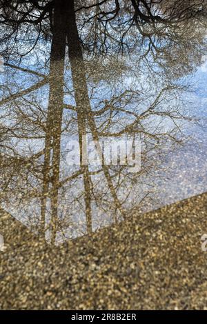 Reflection of tree branches on the water spot on the street pedestrian area Stock Photo