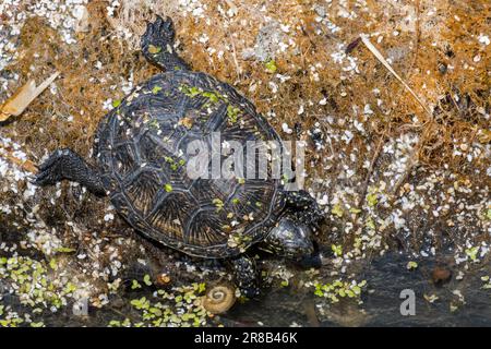 European pond turtle / European pond terrapin / European pond tortoise (Emys orbicularis) juvenile entering water in pond in spring Stock Photo