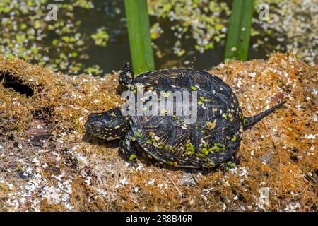 European pond turtle / European pond terrapin / European pond tortoise (Emys orbicularis) juvenile basking in the sun on fallen trunk in pond Stock Photo