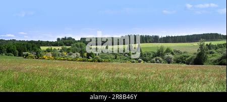 Broadleaf and coniferous forest with pine trees, meadow, pastures and hay fields at Vlessart, in the Belgian Ardennes, Luxembourg, Wallonia, Belgium Stock Photo