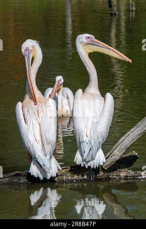 Three great white pelicans / eastern white pelican / rosy pelicans (Pelecanus onocrotalus) preening feathers, native to Africa and southeastern Europe Stock Photo