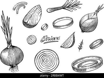 Onion bulb, Half cutout slice and rings. Hand drawn with ink in vintage style. Linear graphic outline design. Detailed vegetarian food. Vector Stock Vector