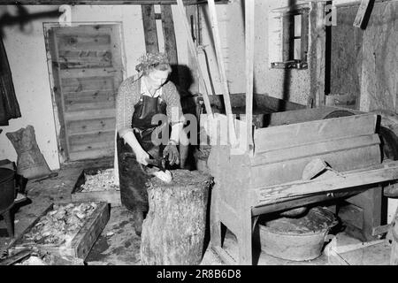 Current 51-3-1960: As the day, so the strength Johanna Hildenes in Nordfjordeid looks after an invalid husband and five children. At the same time, she runs a small farm with new cuttings and a fur farm.  Photo: Ivar Aaserud / Aktuell / NTB ***PHOTO NOT IMAGE PROCESSED*** Stock Photo