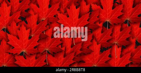 Red Maple Leaf Background and autumn leaves symbol as a seasonal themed concept as an icon of the fall weather or Symbol for Canada Day and Canadian Stock Photo
