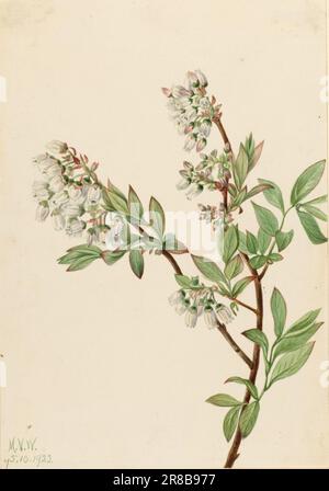 Highbush Blueberry (Vaccinium corymbosum) 1922 by Mary Vaux Walcott, born Philadelphia, PA 1860-died St. Andrews, New Brunswick, Canada 1940 Stock Photo