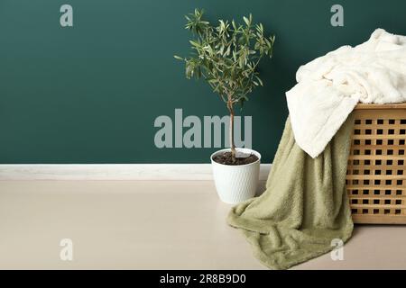 New soft blankets on basket and houseplant near green wall in room Stock Photo