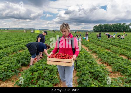 woman holding wooden box filled of strawberry on the field with stormy clouds on horizon Stock Photo