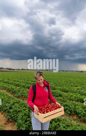 woman holding wooden box filled of strawberry on the field with stormy clouds on horizon Stock Photo