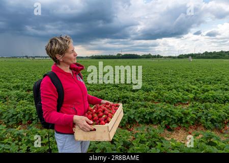 woman holding wooden box filled of strawberry on the field with stormy clouds on horizon Stock Photo