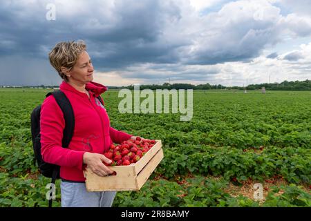 woman holding wooden box filled of strawberry on the field with stormy clouds on horizon Stock Photo