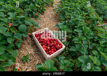 box filled of strawberry on the field Stock Photo