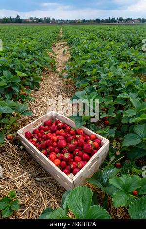 box filled of strawberry on the field Stock Photo