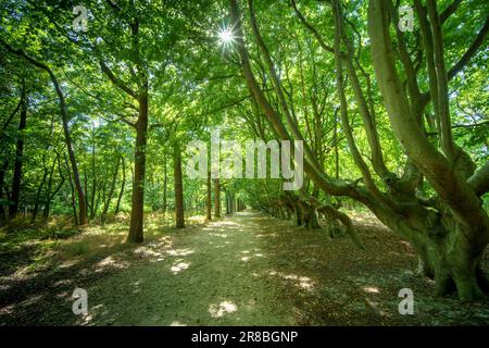 Coastal forest scenery with knaggy trees near Domburg in Zeeland, a province in the Netherlands, Buitenplaats Berkenbosch Stock Photo