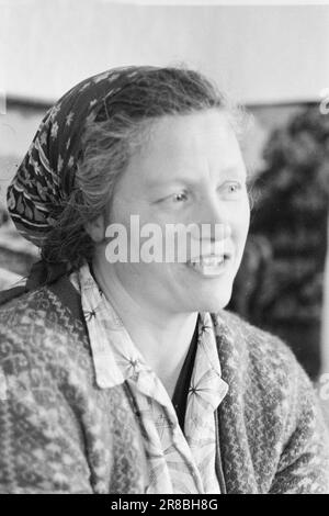 Current 51-3-1960: As the day, so the strength Johanna Hildenes in Nordfjordeid looks after an invalid husband and five children. At the same time, she runs a small farm with new cuttings and a fur farm.  Photo: Ivar Aaserud / Aktuell / NTB ***PHOTO NOT IMAGE PROCESSED*** Stock Photo