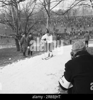 Current 3-5-1960: Long trail to the top Since he was a little boy, Einar Østby (no. 33) has set himself the Olympics as his goal. He knows the price of the places near Sixten Jernberg (No. 28). In the Monolith race, Østby secured a place on the Olympic team.  Photo: Ivar Aaserud / Aktuell / NTB ***PHOTO NOT IMAGE PROCESSED*** Stock Photo