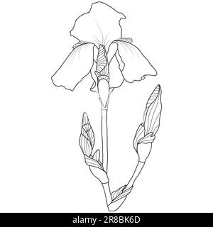 Line art iris flower on white background, vector illustration Stock Vector