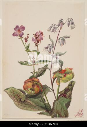 Meadow Beauty (Rhexia virginica), Rattlesnake Roat (Nabalus albus), Pitcherplant (Sarracenia purpurea) 1880 by Mary Vaux Walcott, born Philadelphia, PA 1860-died St. Andrews, New Brunswick, Canada 1940 Stock Photo