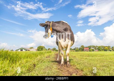 Cow turning her head backwards, on a milking path in summer black and white in the field under a cloudy blue sky Stock Photo