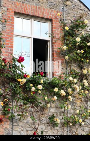 A country house with an open window and pink and yellow roses on a stone wall Stock Photo