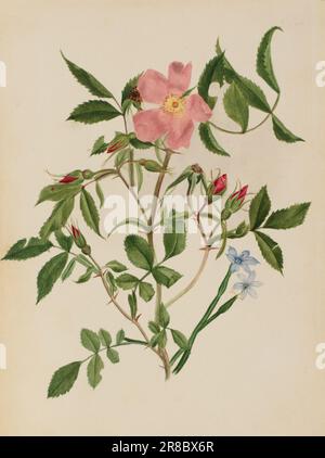 Wild Rose and Blue-eyed Grass (Rosa species and Sisyrinchium species) n.d. by Mary Vaux Walcott, born Philadelphia, PA 1860-died St. Andrews, New Brunswick, Canada 1940 Stock Photo