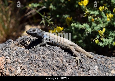 Closeup of endemic canary lizard sunbathing on rock in Teide National Park, Tenerife, Spain Stock Photo