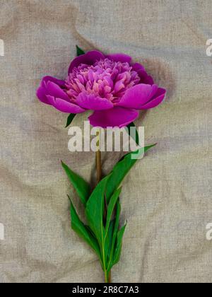 Pink peony flower on natural grey linen fabric background top view, Minimal eco friendly flat lay holidays celebrating concept. Women's Mother's Day b Stock Photo